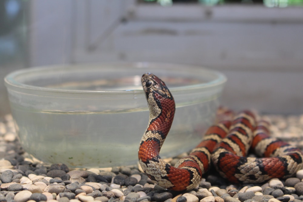  image of  a Lampropeltis triangulum, commonly known as the milk snake or milksnake, is a species of kingsnake