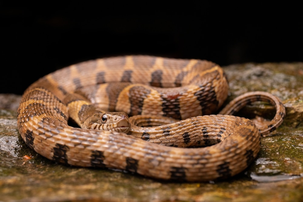 a northern water snake coiled on a wet stone
