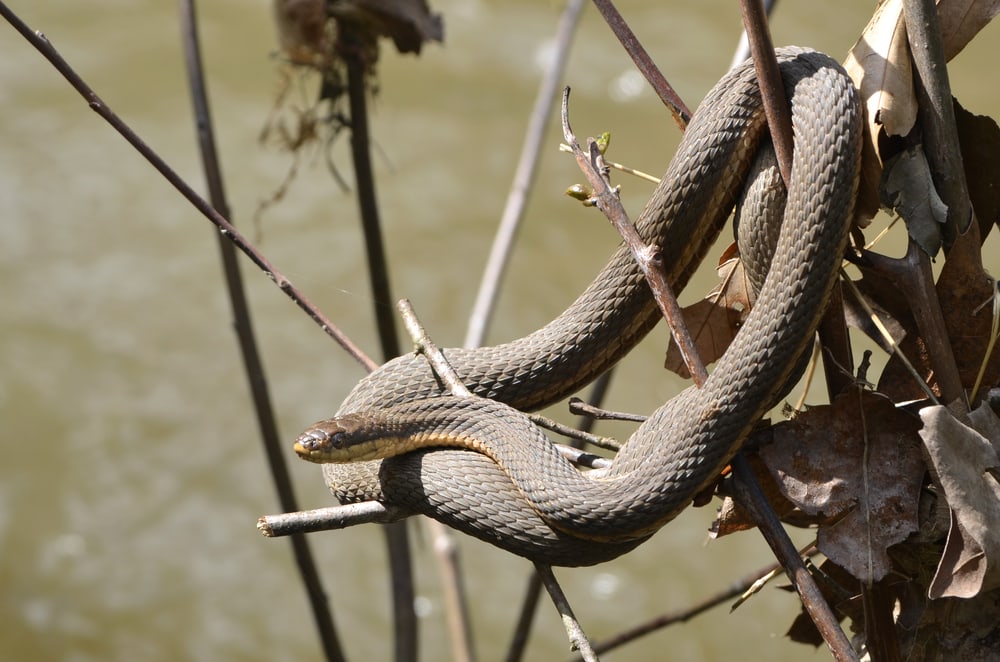 a queen snake coiled and basking on a tree branch