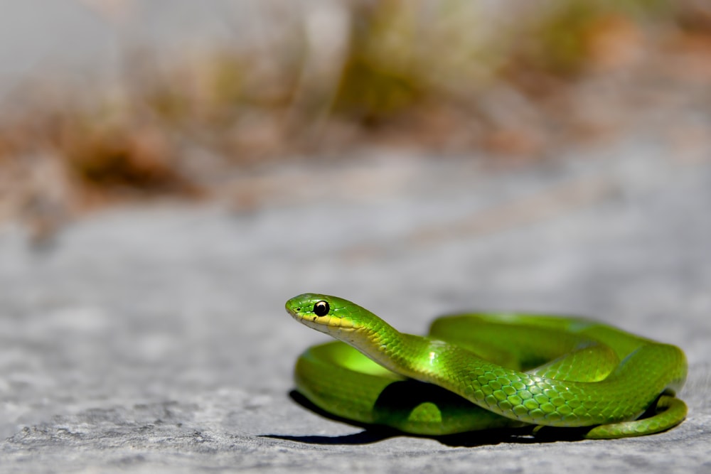 smooth green snake basking on the sun on the side of the road
