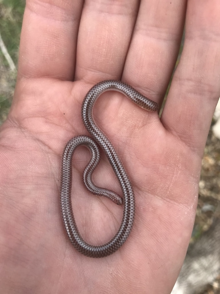 texas blind snakes held in the palm of the hand