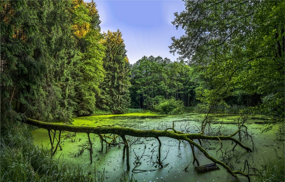 a swamp in the middle of the forest wilderness