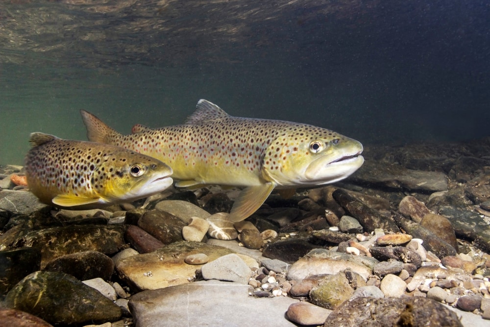 image of brown trout (Salmo trutta) underwater preparing for spawning in a lake