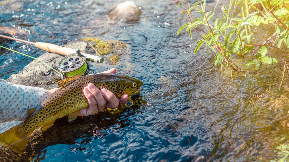 a brook trout caught while fishing to be released back in the water