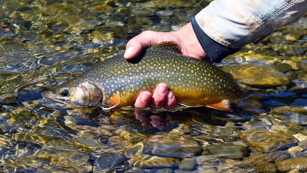 a brook trout held in hand out  of the clear water