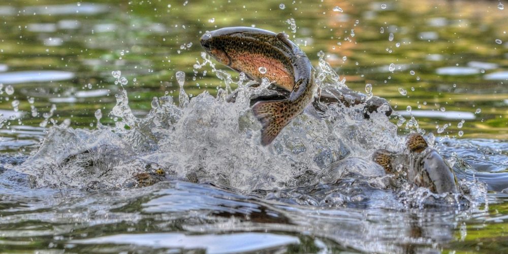 a rainbow trout jumping in the waters of a lake in Michigan