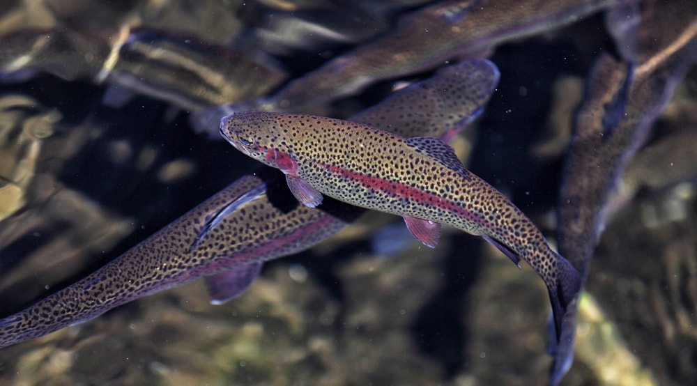 a group of rainbow trout in a hatchery retaining pond