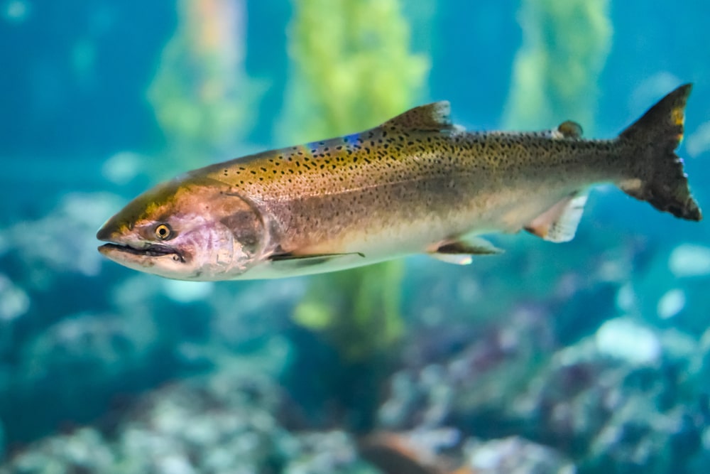 Steelhead trout are from the same family as rainbow trout but unlike rainbow trout, the steelhead trout returns to fresh water from coastal to spawn.