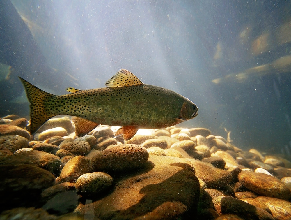 underwater image of a trout swimming