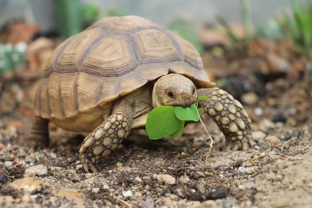an African Sulcata tortoise eating a leaf