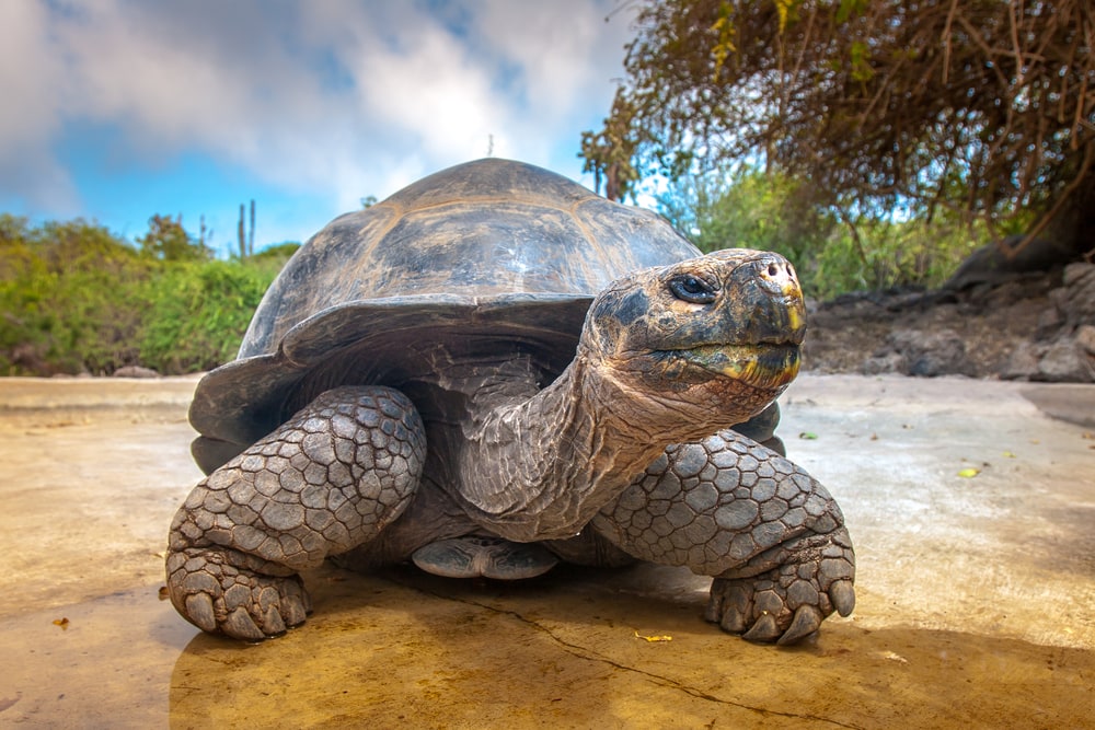 a Galapagos tortoise on the ground in Ecuador