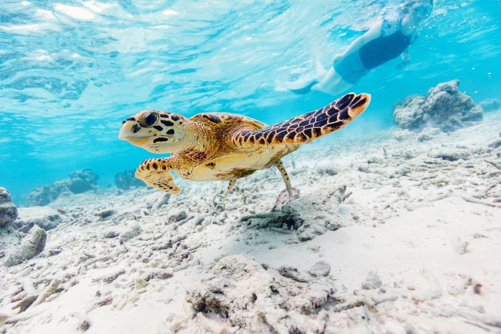 Hawksbill sea turtle swimming at coral reef in tropical ocean in Maldives