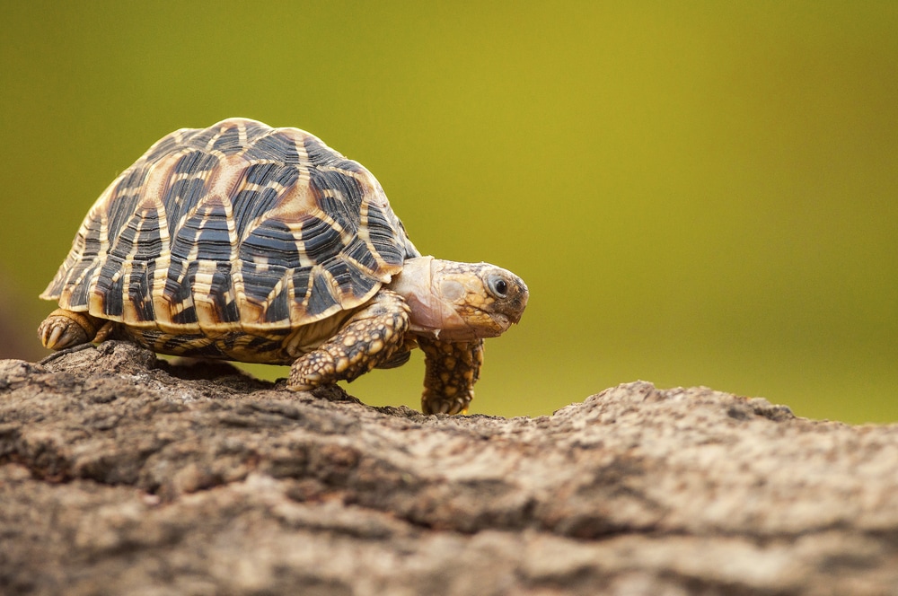 Indian Star Tortoise walking on a tree log