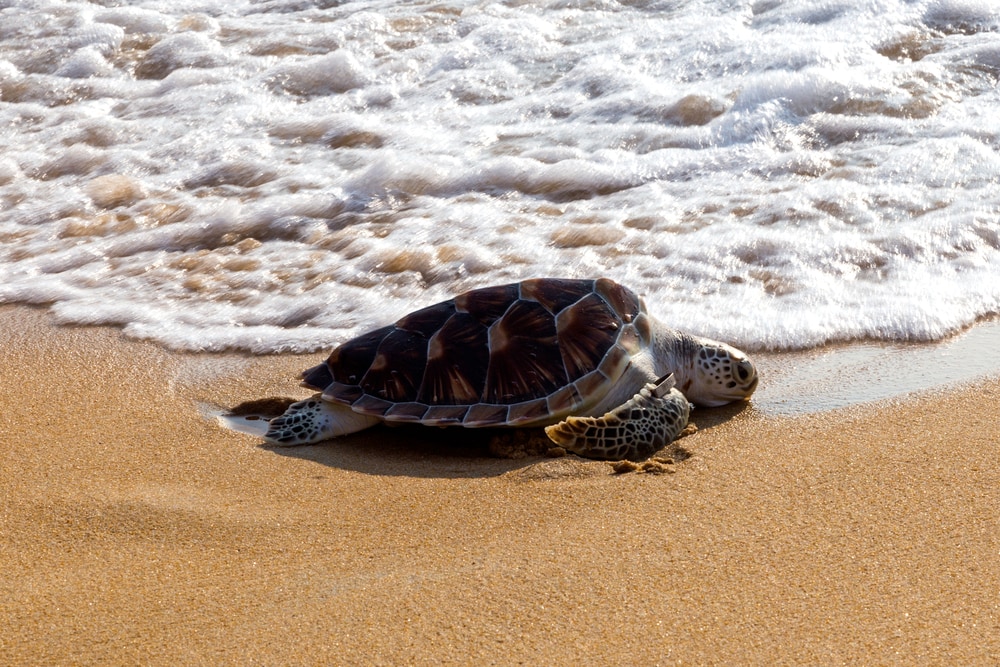 a leatherback turtle walking on a shore