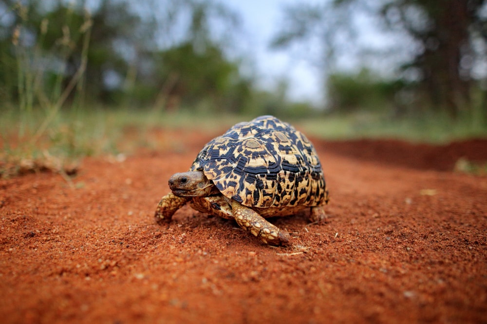 Turtle vs tortoise: Tortoise live primarily on land. Image of a leopard tortoise or Stigmochelys pardalis, on the orange gravel road in the green forest habitat