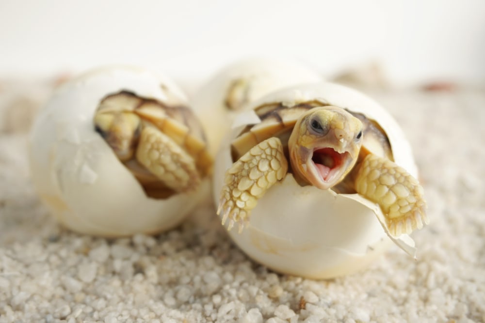Close up Baby Tortoise Hatching (African spurred tortoise)