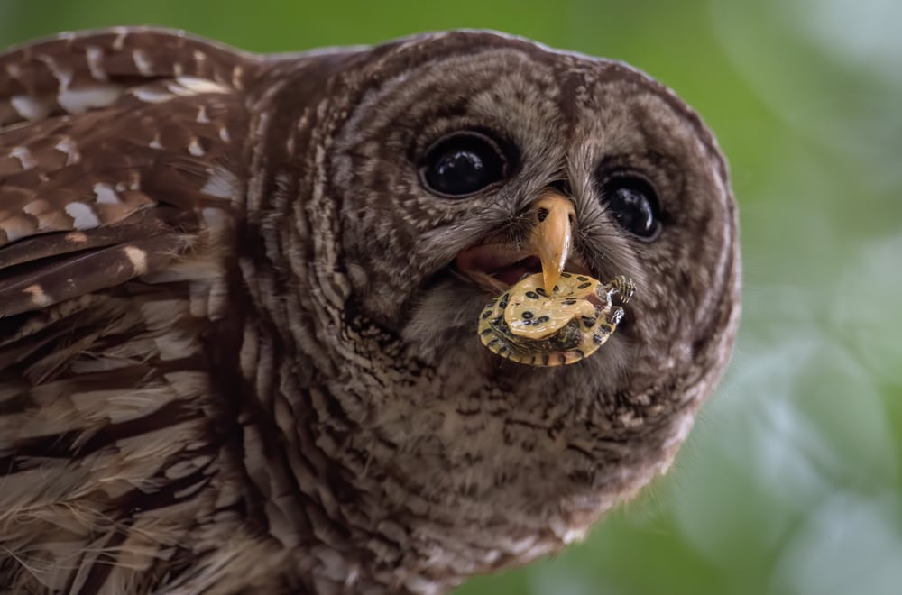 image of a barred owl holding a turtle in its beak
