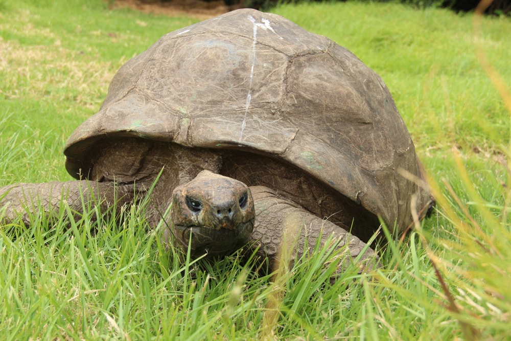 Jonathan, a Seychelles giant tortoise, the oldest animal alive on the grounds of Plantation House on St Helena