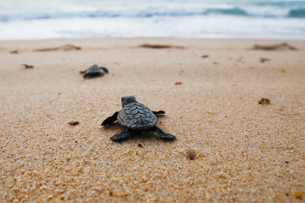 Newborn Sea Turtle on the sand beach, Bahia, Brazil. 