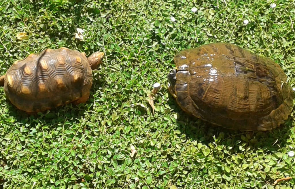 difference between turtle vs tortoise on the grass