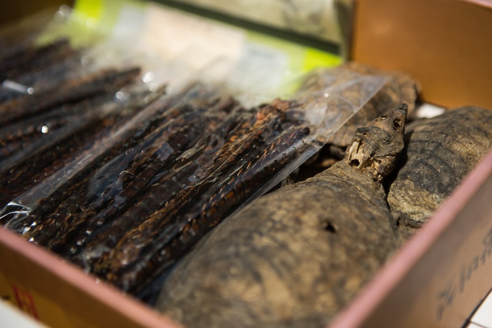 dried centipede and soft-shelled turtle at medicinal market o be used as herbal medicine.