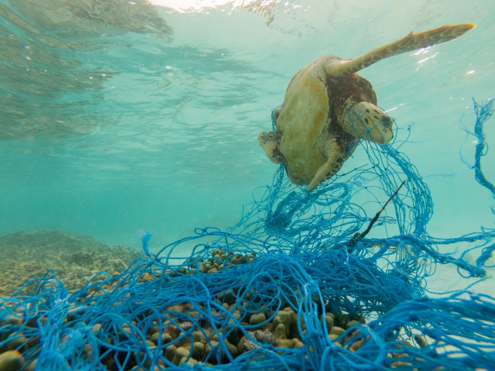 Green sea turtle entangled in a discarded fishing net left on the sea