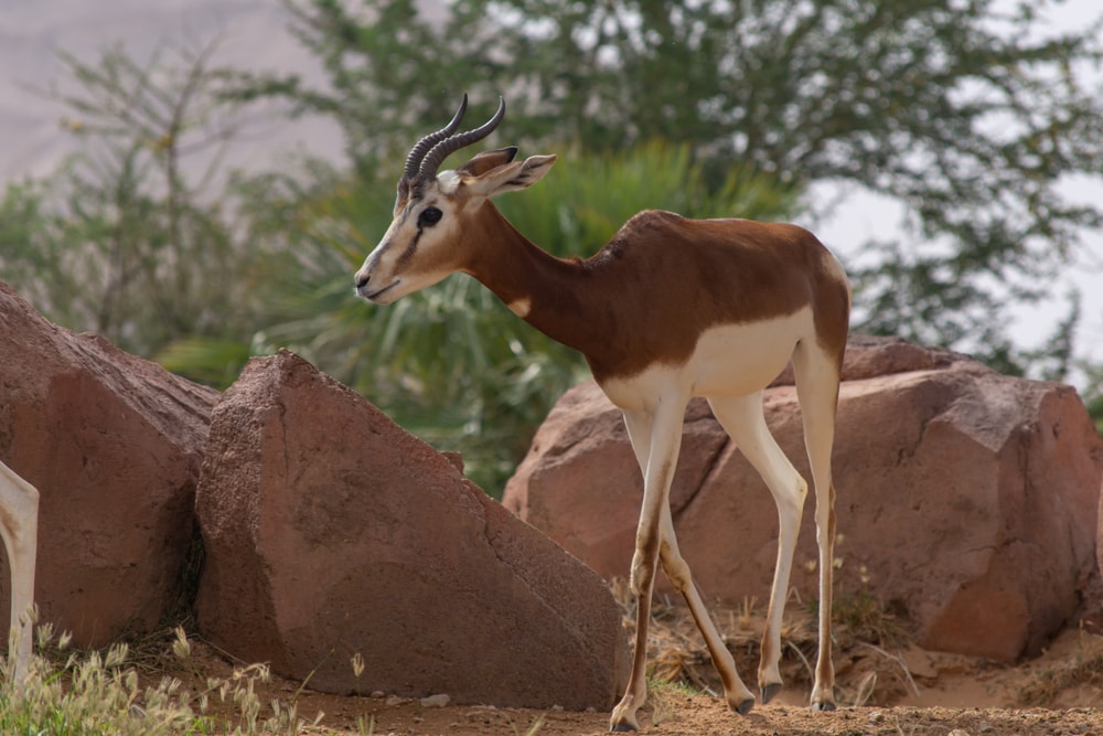 critically endagered Sahara Africa resident, the Dama or Mhorr Gazelle at the Al Ain Zoo