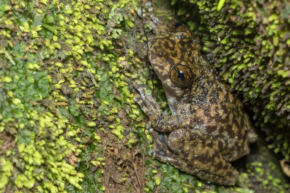 Endangered waterfall frog (Litoria nannotis) has its numbers decimated by Chytrid fungus at high altitudes.