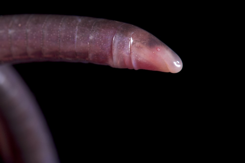 close up of a Cayenne caecilian, Typhlonectes compressicauda, isolated on a black background