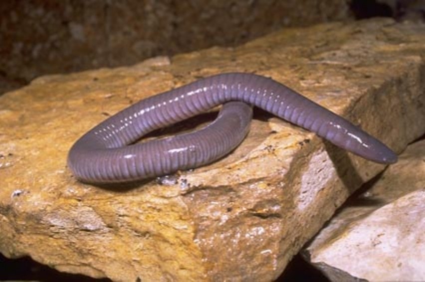 close up image of a Mexican burrowing caecilian on the ground showing it's skin folds