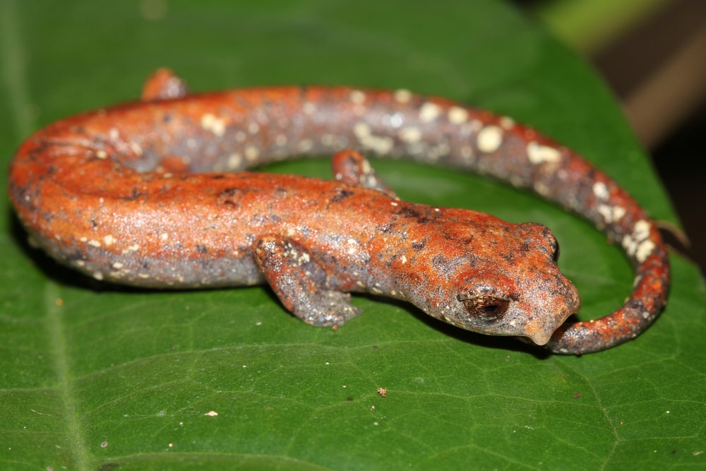 the Nauta Mushroom-tongue Salamander (Bolitoglossa altamazonica) on a green leaf in the Peruvian Amazon