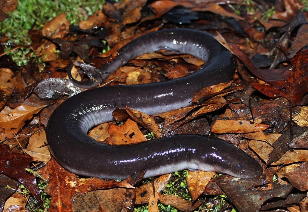 image if a Three-Toed Amphiuma, an eel-like salamander on dried leaves 