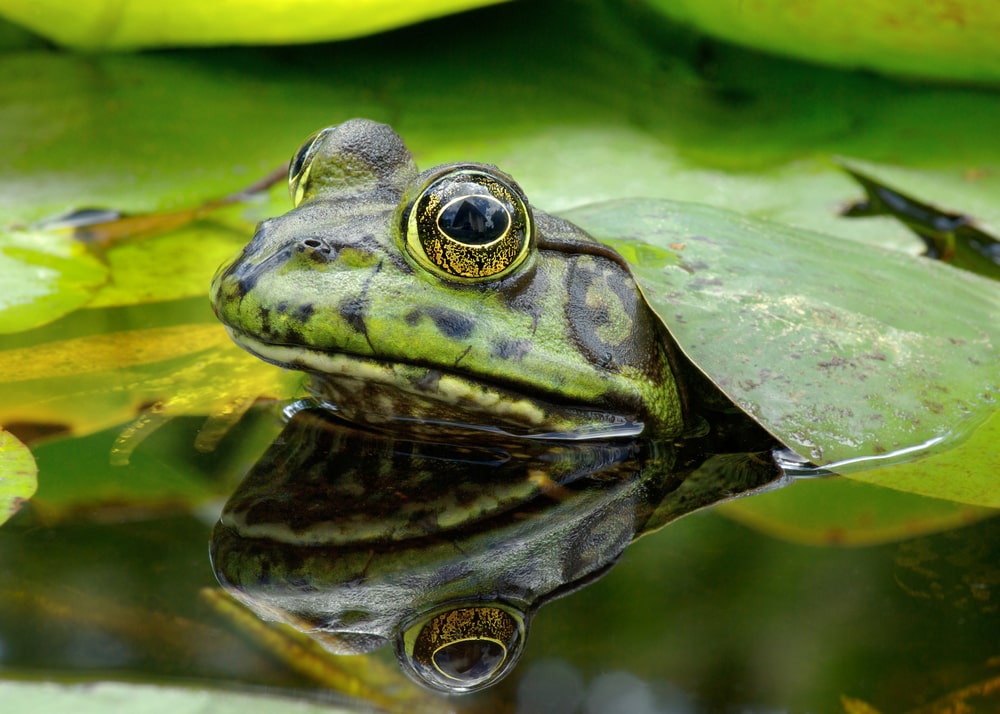 American bullfrog coming out of the water covered with leaves