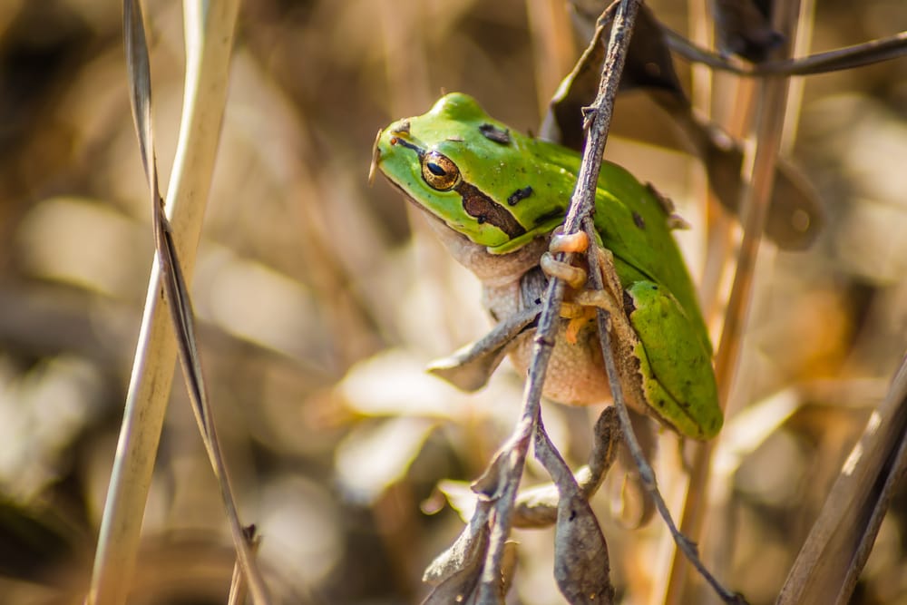a young green frog holding on a branch in its natural habitat
