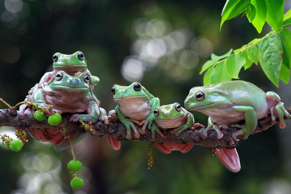 family of Australian white tree frog on  tree branch