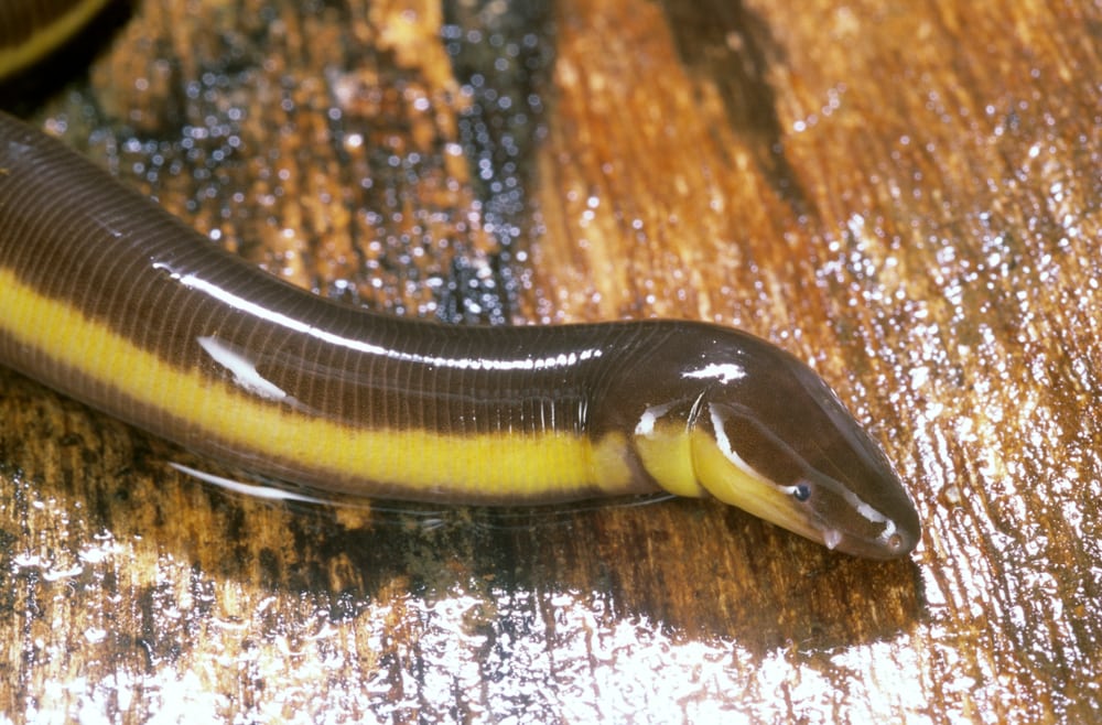Ichthyophis sp. One of the caecilians found in the moist forests of the Western Ghats