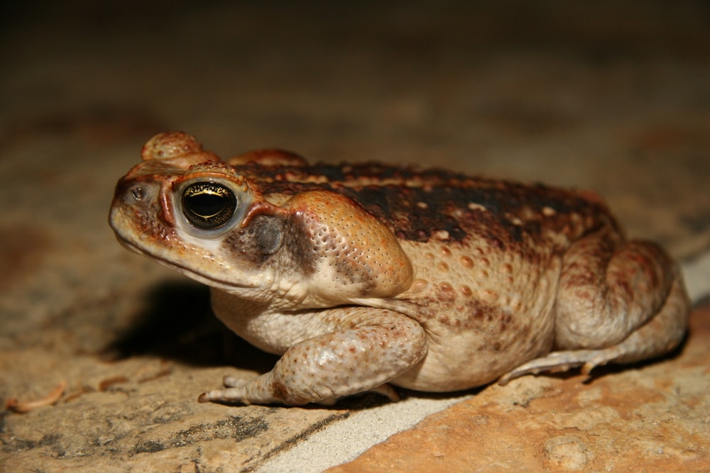 Closeup of a cane toad (Rhinella marina) near the river Amazonas in Brazil.