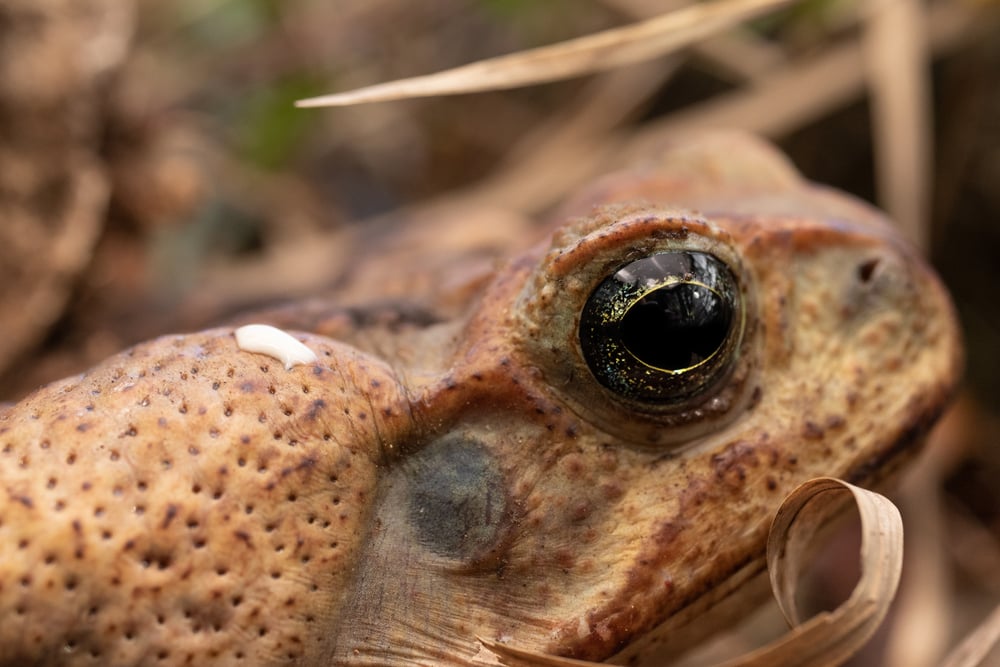 close up of a cane toad with poison excreting from its back
