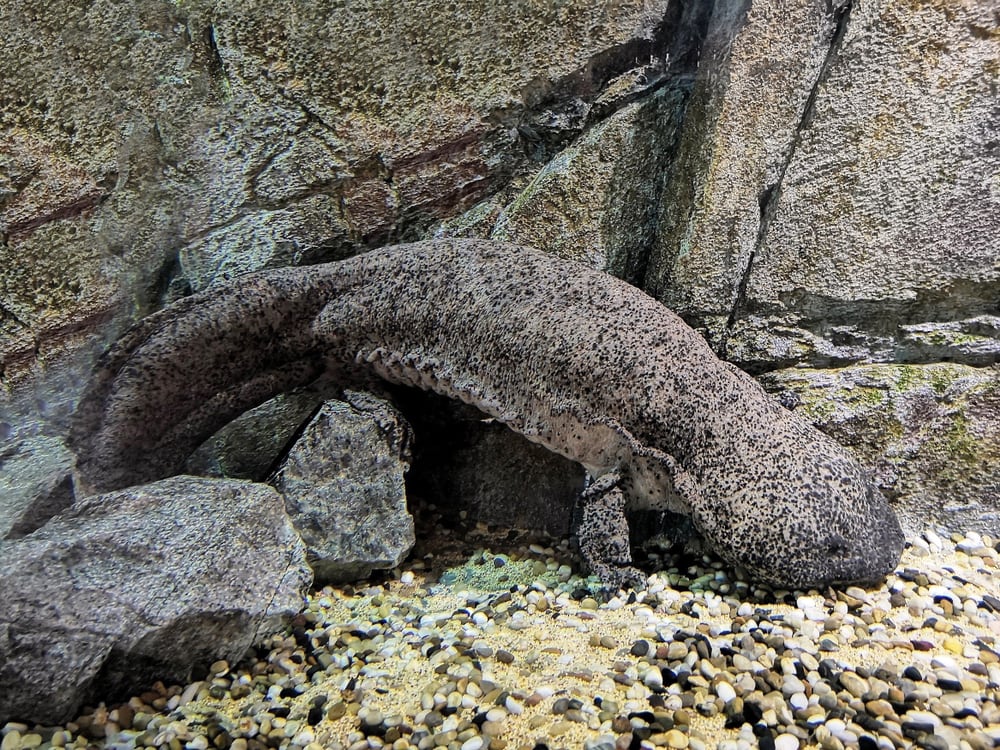 The Chinese Giant Salamander (Andrias davidianus) is aquatic and is endemic to rocky mountain streams, camouflaging on rocks 