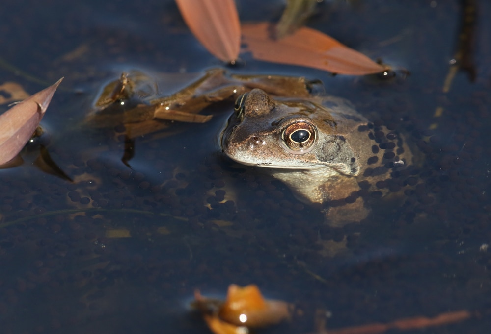 A Common Frog, Rana temporaria, just out of hibernation in spring in a pond