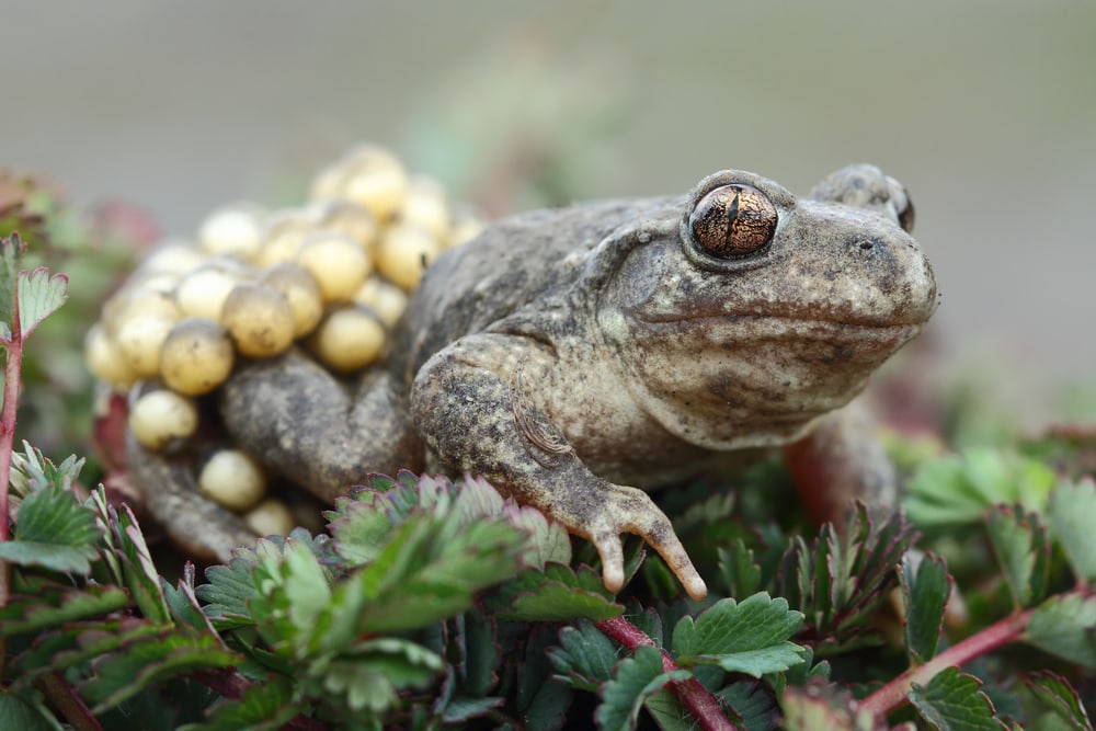 the commons midwife toad on top of leaves with eggs at the back