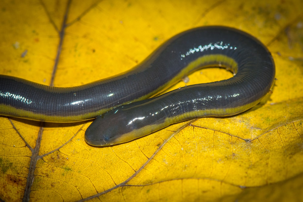 image of a common yellow-banded caecilian on a yellow leaf