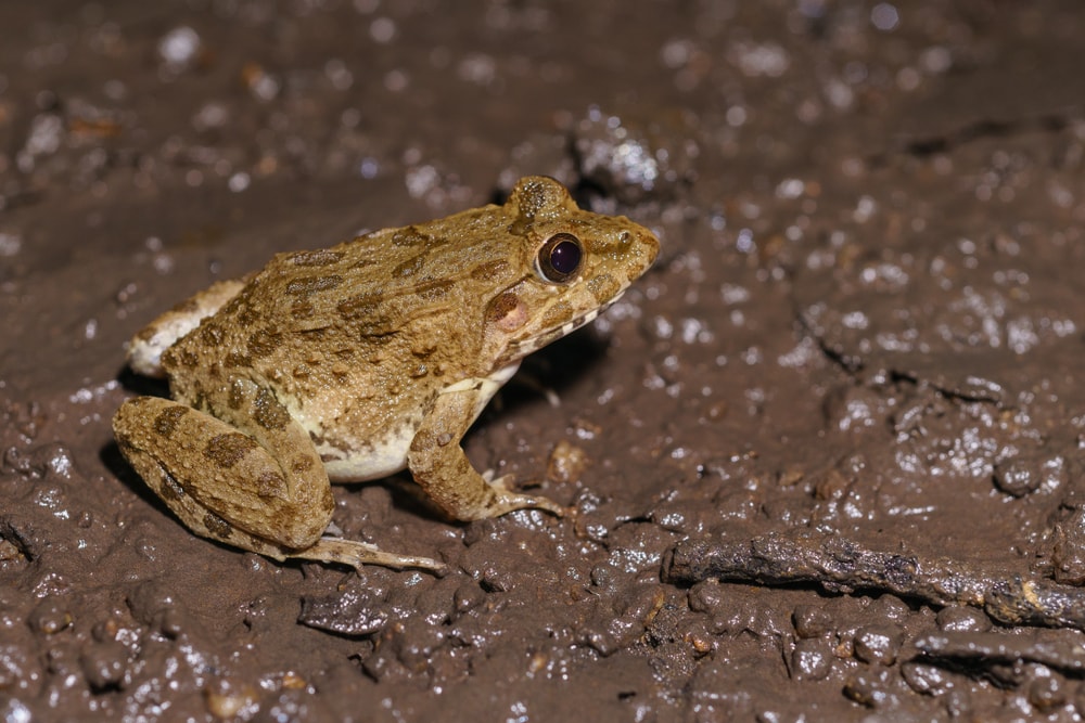 image of a crab-eating frog on a wet ground in Sinagapore
