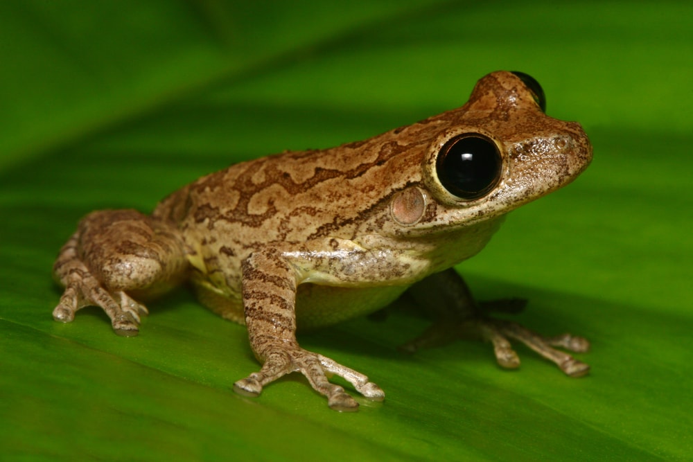 the Cuban tree frog sitting in green leaf