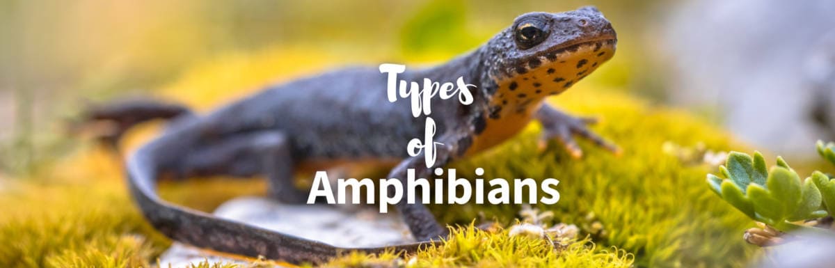30+ Types of Amphibians: Identification Guide with Pictures + Facts -  Outforia