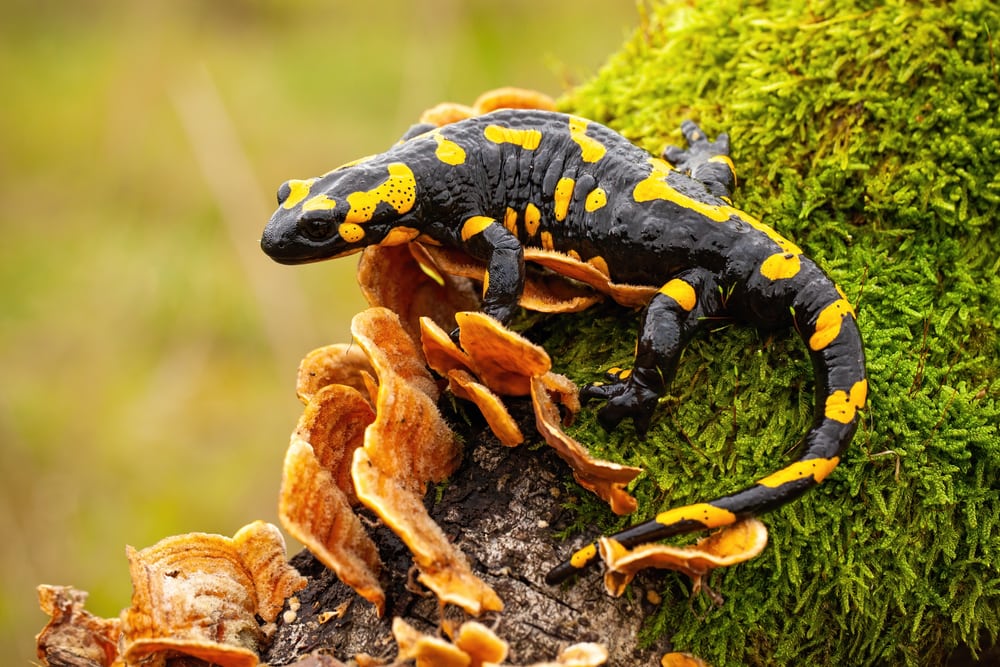 Fire salamander, salamandra salamandra, looking sideways from a moss covered tree in forest.