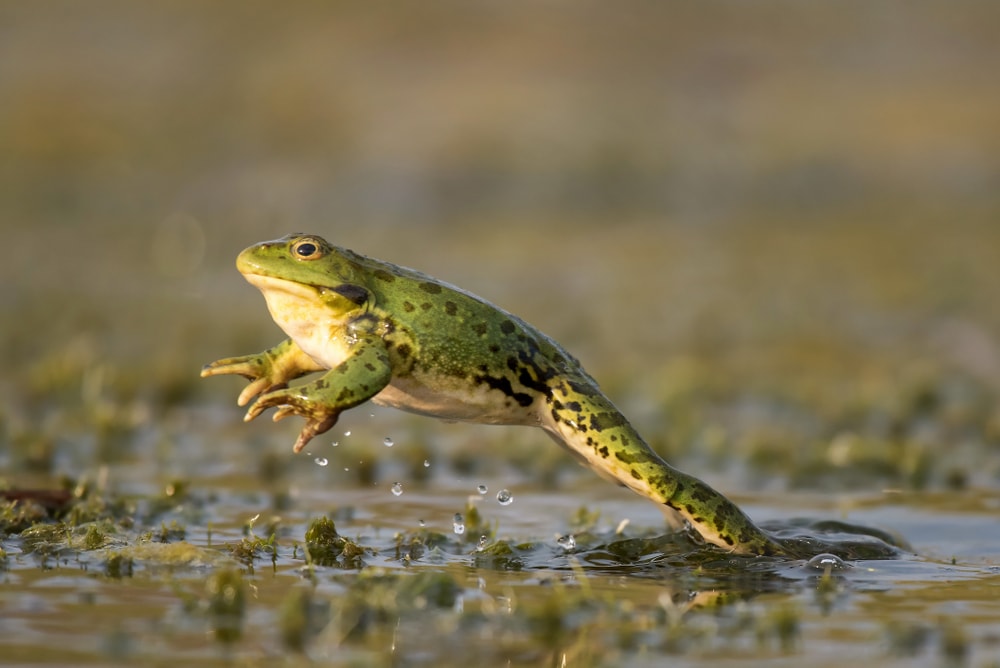a green frog jumping on a puddle of water