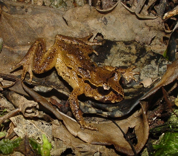 image of Hamilton's frog in its natural rocky and mossy habitat