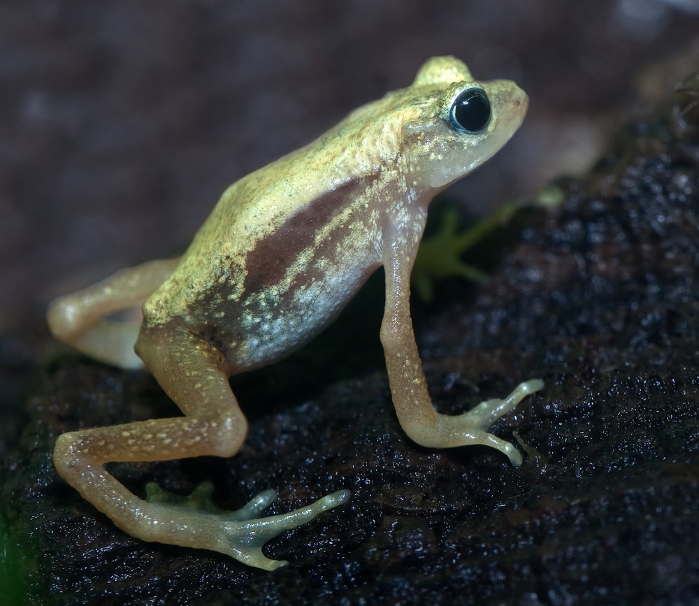 Kihansi Spray Toad from Tanzania. Discovered in 1996, this small toad is near extinction due to dam construction