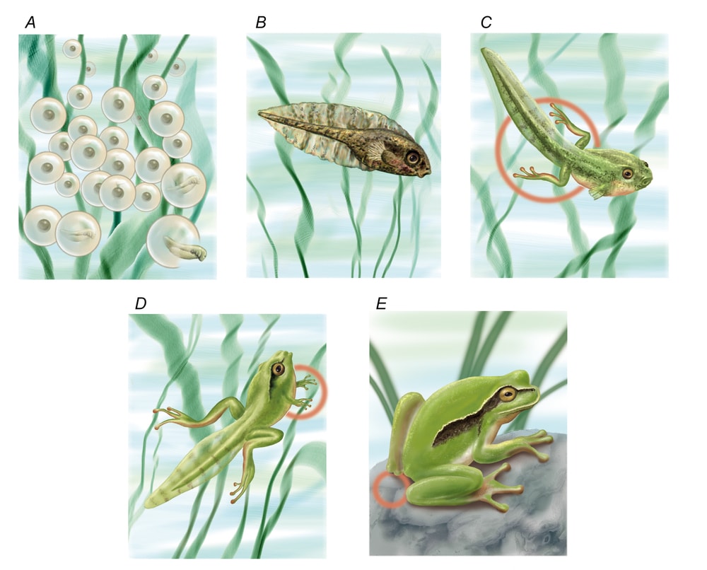 the life cycle of a frog with its different phases from spawning, fertilization, the tadpole phase to adulthood.